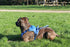 Zolux Easyride Hondentuig Blauw Xl 56-80X73-94 Cm