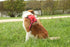 Zolux Easyride Hondentuig Rood Xl 56-80X73-94 Cm