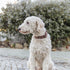 Trixie Halsband Hond Rivet Rustic Vetleer Donkerbruin Xl 55-65 Cmx4 Cm