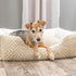TRIXIE HONDENMAND KALINE MIO HOEKIG LICHTBRUIN / CREME