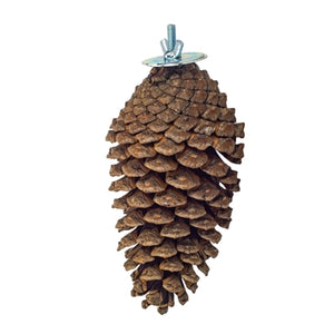 BACK ZOO NATURE FORAGING PINE CONE