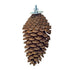 BACK ZOO NATURE FORAGING PINE CONE