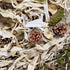 BACK ZOO NATURE DISCOVERY TOPPING