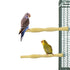 BACK ZOO NATURE WOOD PERCH