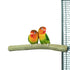 BACK ZOO NATURE JAVA PERCH