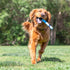 CHUCKIT SNIFF FETCH STICK BACONGEUR