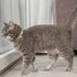 Trixie Kattenhalsband Katoenlook Assorti 20-30X1 Cm