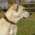 Zolux Expert Halsband Hond Premium Leer / Neopreen Bruin 50X2 Cm