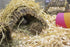 Happy Pet Speelbal Wilg Small 10X10X10 Cm