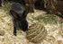 Happy Pet Speelbal Wilg Large 14X14X14 Cm