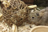 Nature First Happy Pet Speelbal Wilg Nature First 17X17X17 Cm
