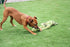 Happy Pet King Size Tug Flostouw L 101X18 Cm