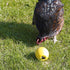 Savic Kippenspeeltje Chicken Fun 7,5X8 Cm