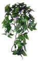 KOMODO PHILODENDRON PLANT