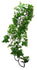 Komodo Philodendron Plant 60 CM