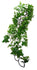 Komodo Philodendron Plant 60 Cm