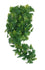 Komodo Plant Split Philodendron 30 CM