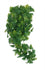Komodo Plant Split Philodendron 30 Cm