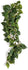 Komodo Sumatra Hanging Vine 40 CM