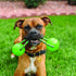 Kong Squeezz Ball Met Handvat 32X12,5X7,5 CM