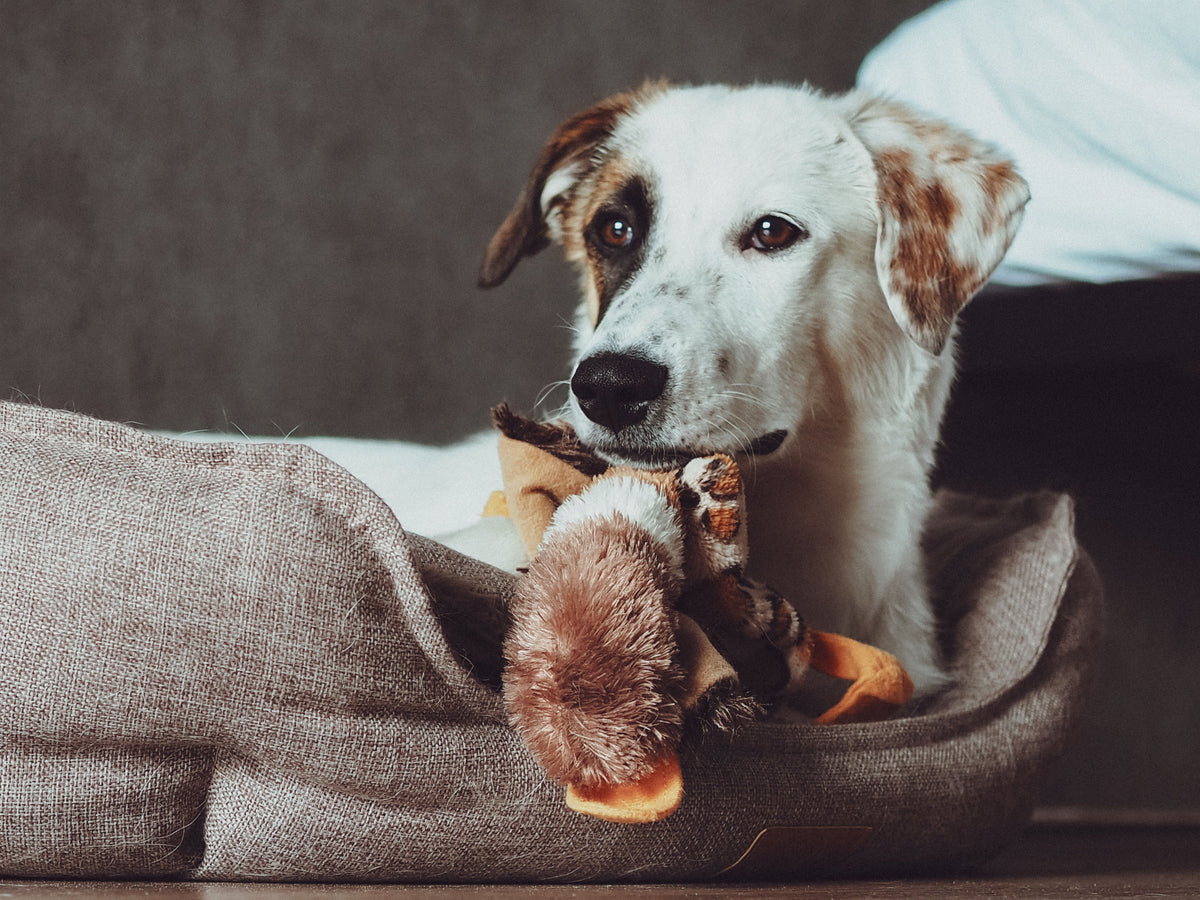 Hond ligt in zijn mand met een knuffel in zijn bek
