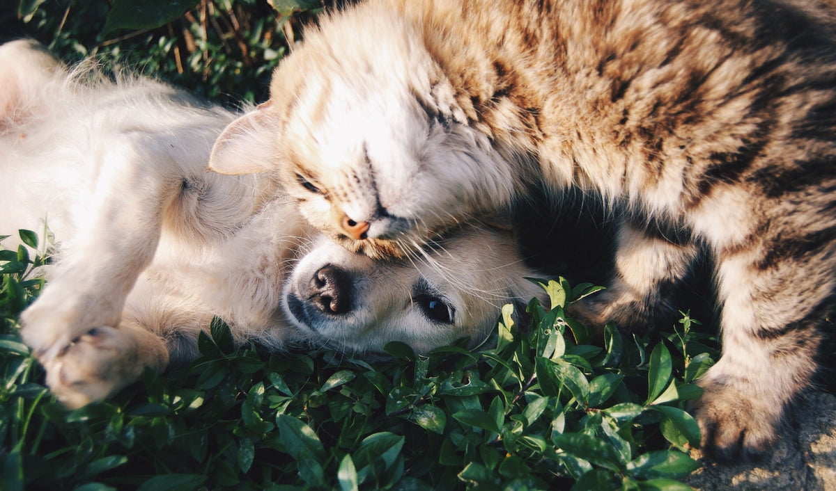 Hond en kat liggen samen te knuffelen in het gras